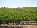 Vino Doc Maremma Toscana, 7 milioni di bottiglie nel 2021 (ANSA)