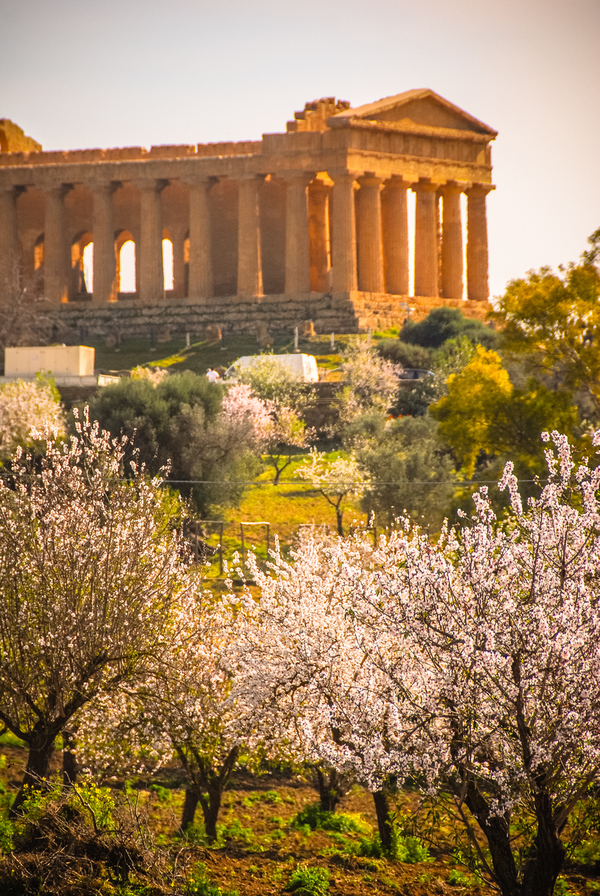 Mandorli in fiore ad Agrigento iStock.  © Ansa