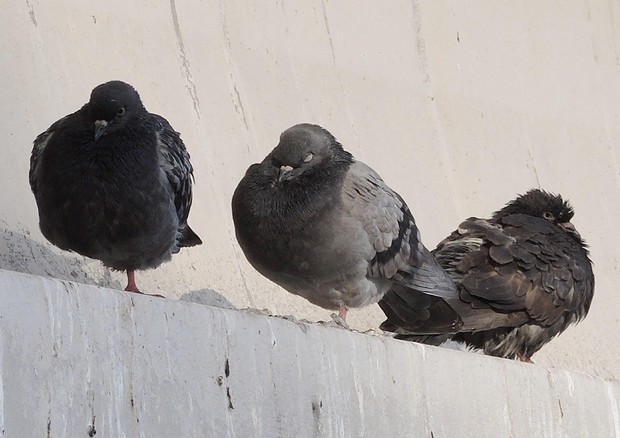 A Bibbiena troppi piccioni, si tenta un accordo con i cacciatori © ANSA