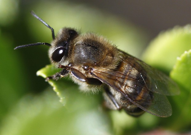 Killer delle api neutralizzato con radar e micro-tag © EPA