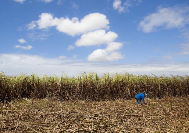 Una piantagione di zucchero di canna nella Repubblica Dominicana © EPA