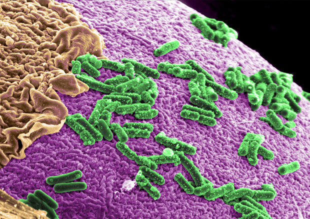 Batteri del microbioma (fonte: Pacific Northwest National Laboratory) © Ansa