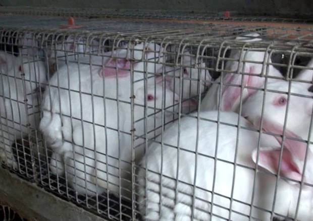 Gabbie per allevamento intensivo conigli © ANSA