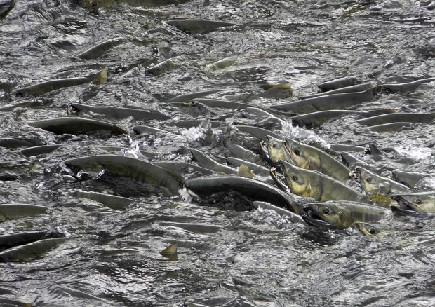 Salmoni in Alaska © AP