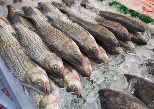 Coldiretti, parte fermo pesca in Adriatico,stop pesce fresco © ANSA