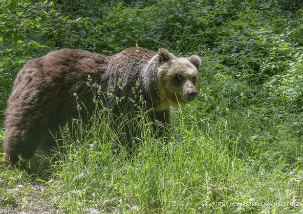 Parco d'Abruzzo, l'orso non è stato ucciso dal narcotico © ANSA