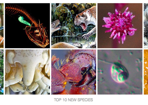 Le 10 nuove specie. Credit: Esf © ANSA