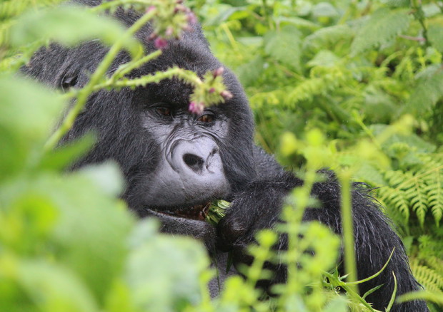 Un gorilla nel parco Virunga © ANSA