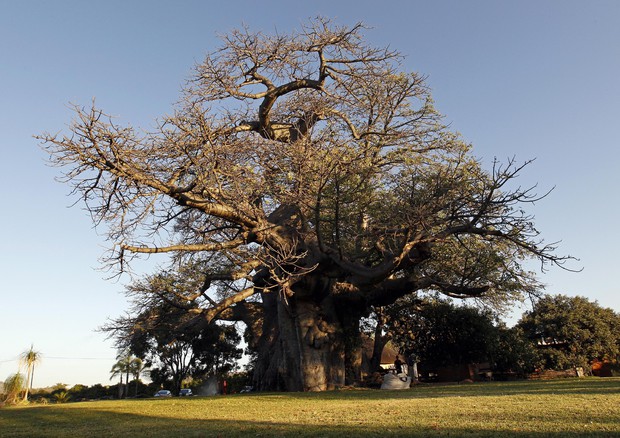 I baobab africani muoiono misteriosamente © ANSA