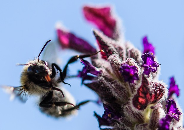 Torna la 'Giornata mondiale delle api' a salvaguardia della biodiversità © ANSA