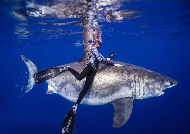 Sub faccia a faccia con squalo bianco gigante, 'è Deep Blue' (fonte: www.instagram.com/oceanramsey) © Ansa