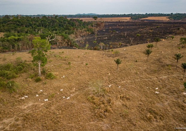 Bestiame al pascolo in un'area deforestata (Animal Equality) © Ansa