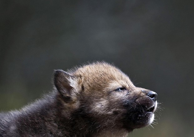 Un cucciolo di lupo (Wwf) © ANSA