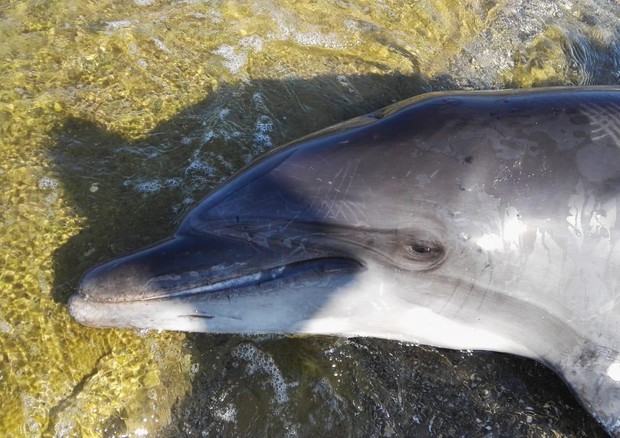 Il delfino trovato lo scorso mese a San Vincenzo in Toscana © ANSA