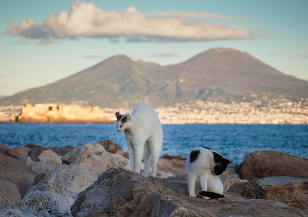 Gatti randagi a Napoli © ANSA