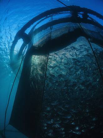 Stop fame, con acquacoltura in oceani 15 mld ton. di pesce