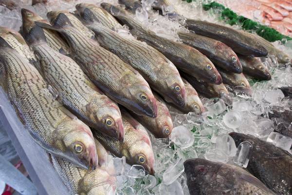 Pesca, Commissione propone piano per stock Med occidentale