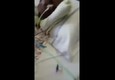 Donna intubata sommersa da formiche in ospedale Napoli - video da Facebook © Facebook