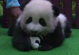 Malesia: baby-panda di cinque mesi presentata alla stampa © ANSA