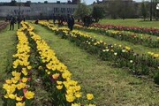 Trionfo di colori per la fioritura dei tulipani