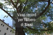 Vaso record per l'albero di Sissi