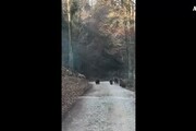 Orsa con cuccioli ripresi in bosco in Trentino