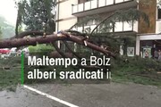 Maltempo a Bolzano alberi sradicati in citta'