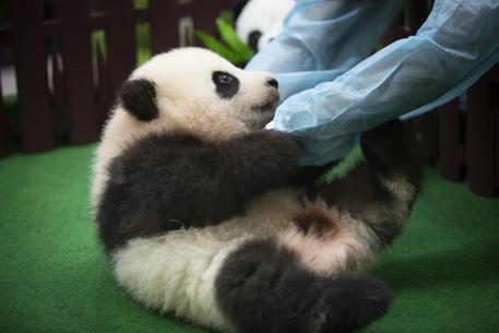 Malaysia Baby Panda © AP