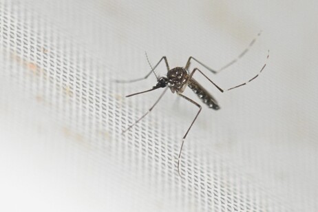 'Verso la peggiore epidemia di dengue della storia in America'