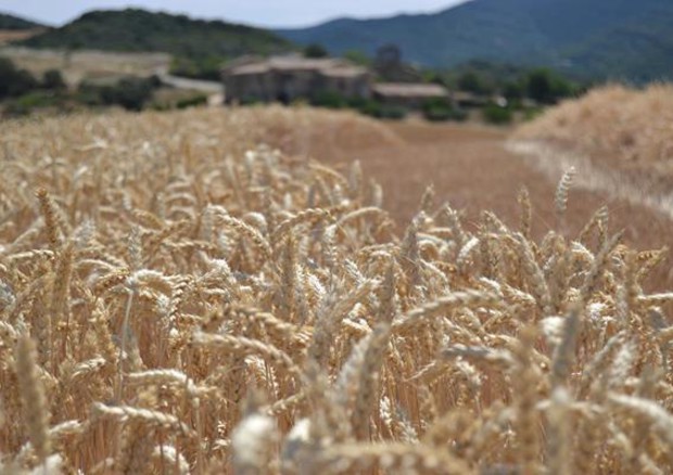 Italia leader Ue gestione sostenibile acque in agricoltura © ANSA