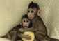 Zhong Zhong e Hua Hua, le due scimmie clonate con la stessa tecnica con cui è stata ottenuta la pecora Dolly (Qiang Sun and Mu-ming Poo / Chinese Academy of Sciences) © ANSA