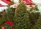 Natale: Coldiretti, alberi veri in una casa su tre © ANSA
