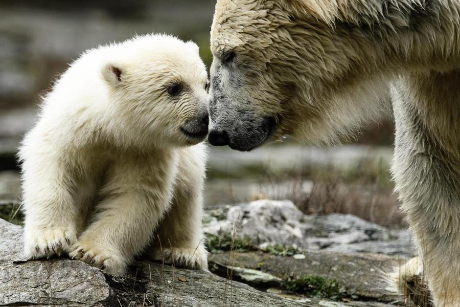 Un cucciolo di orso polare con la sua mamma allo zoo di Berlino © Ansa
