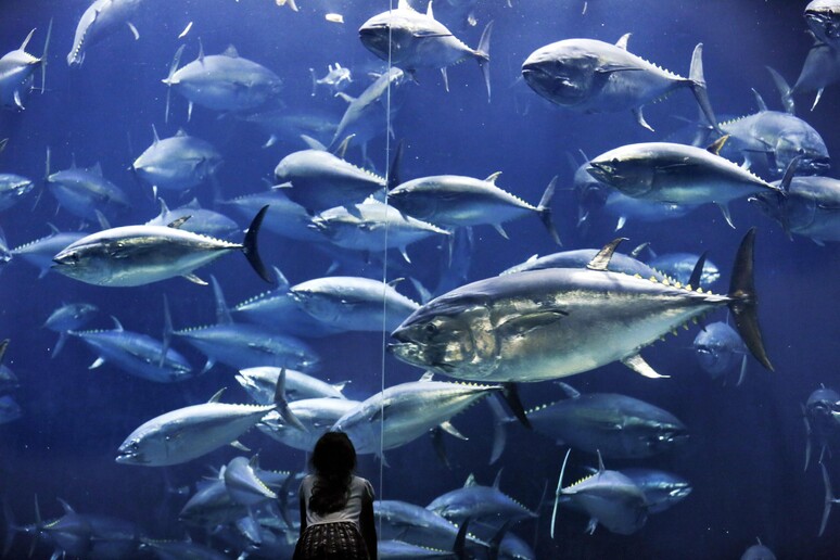 Parte pesca del tonno, ma con scelte Ue danni da 10 milioni © ANSA/EPA