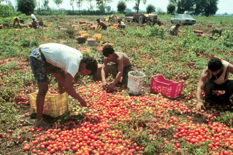 Un momento della raccolta dei pomodori nelle campagne campane in una foto di archivio - RIPRODUZIONE RISERVATA