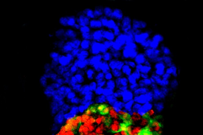 Embrione artificiale di topo (fonte: Berna Sozen-Kaya, Zernicka-Goetz Lab, University of Cambridge) - RIPRODUZIONE RISERVATA