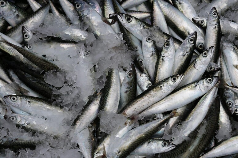 sardine - RIPRODUZIONE RISERVATA