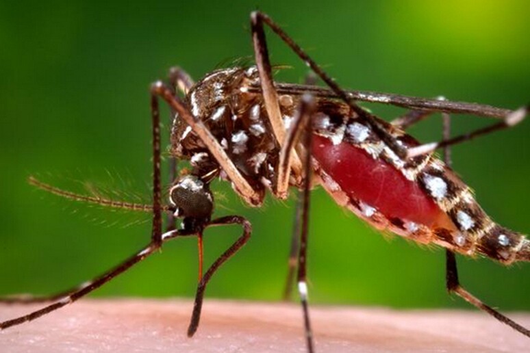 Una femmina della zanzara Aedes aegypti - RIPRODUZIONE RISERVATA
