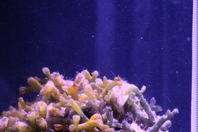 La prima specie di alga  'rumorosa ', ma si ritiene che molte altre specie producano suoni durante il processo di fotosintesi (fonte: Simon Freeman) - RIPRODUZIONE RISERVATA