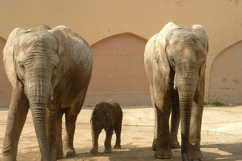Elefanti africani (fonte: Vasco Roxo, Wikipedia) - RIPRODUZIONE RISERVATA