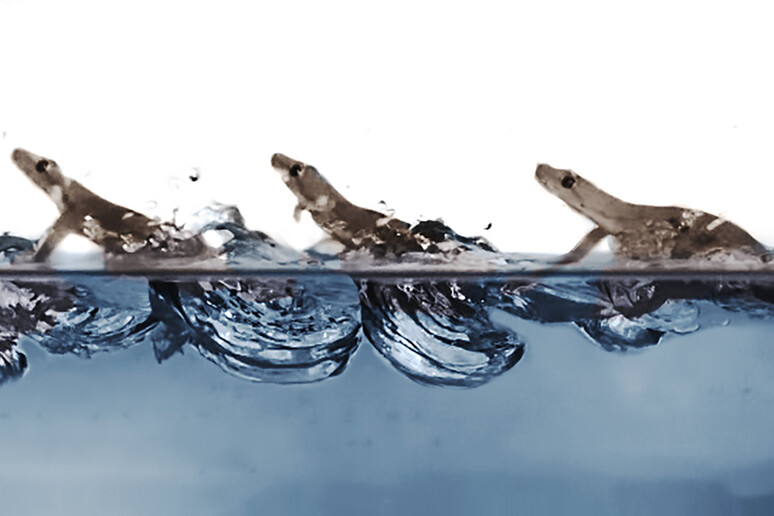 Il geco corre sul pelo dell 'acqua (fonte: Pauline Jennings, PolyPEDAL Lab, UC Berkeley) - RIPRODUZIONE RISERVATA