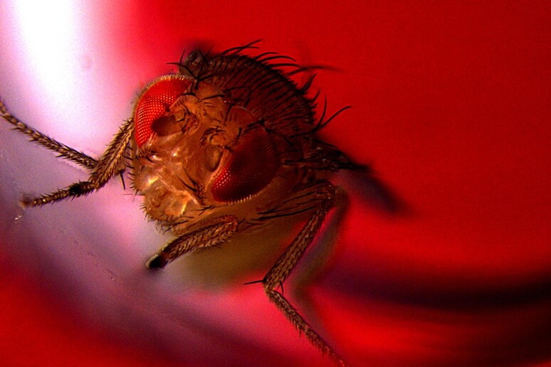 Un moscerino della frutta esposto alla luce rossa che attiva i neuroni che controllano l 'eiaculazione (fonte: Avi Jacob, BIU Microscopy unit) - RIPRODUZIONE RISERVATA
