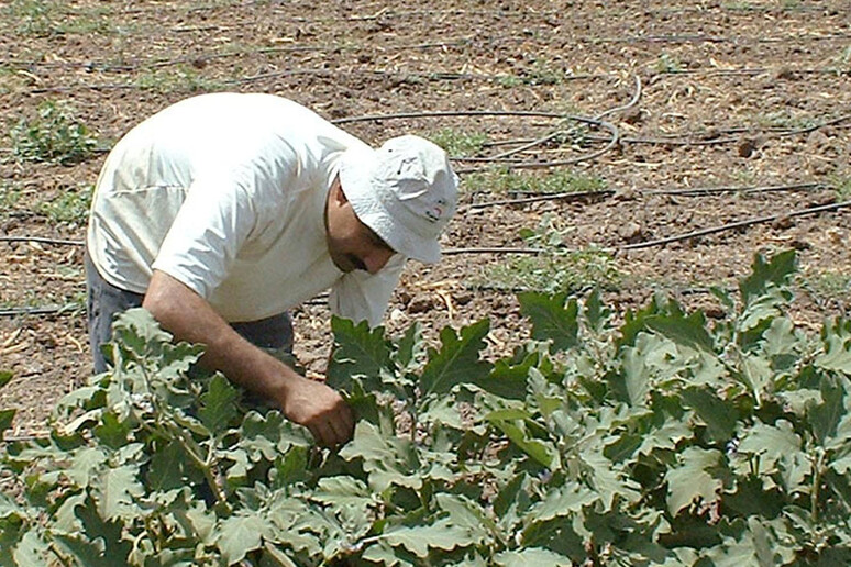 I giovani diventano  'tutori ' di lotti agricoli in Puglia - RIPRODUZIONE RISERVATA