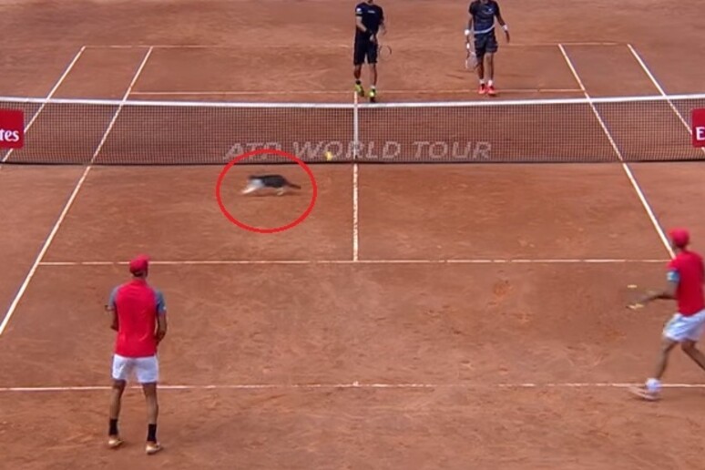 L 'invasione di camnpo di un gatto sul campo da tennis al Foro Italico agli Internazionali - RIPRODUZIONE RISERVATA