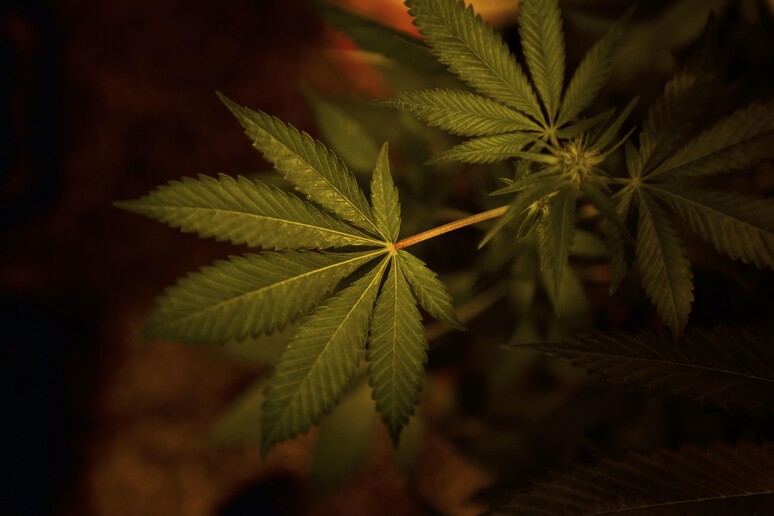 Ass. Coscioni, Oms pronta a rivedere posizione su cannabis © ANSA/AP