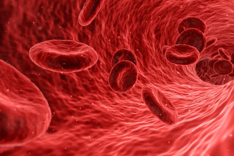 Pronto l 'Atlante genetico delle proteine del sangue umano (fonte: Pixabay) - RIPRODUZIONE RISERVATA