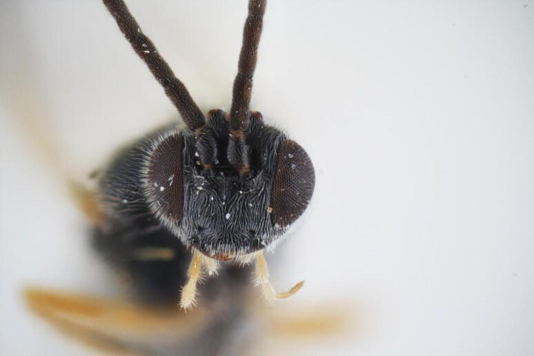 La vespa Dolichogenidea xenomorph (fonte: Erinn Fagan-Jeffries) - RIPRODUZIONE RISERVATA
