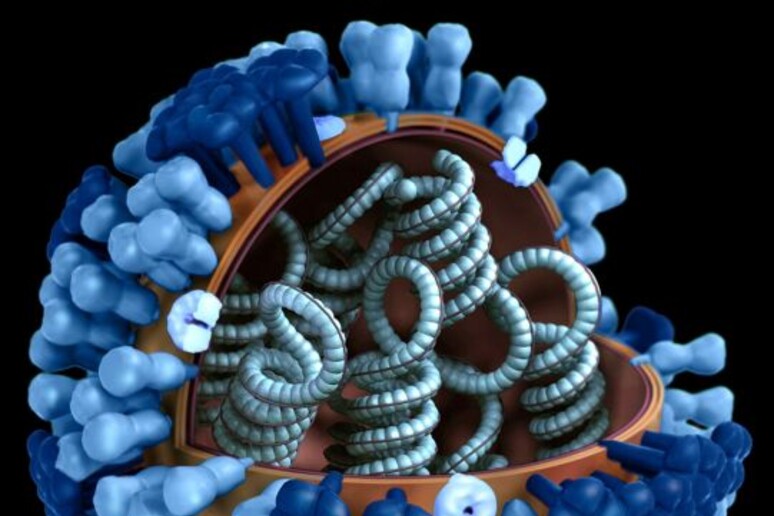 Rappresentazione grafica di un virus dell 'influenza (fonte: Pixnio) - RIPRODUZIONE RISERVATA