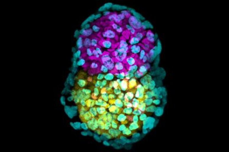 Un embrione sintetico ottenuto dall 'università di Cambridge (fonte: Zernicka-Goetz lab, University of Cambridge) - RIPRODUZIONE RISERVATA