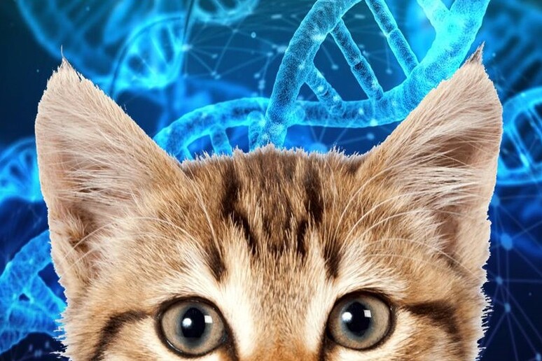 Negli Usa è boom dei test genetici per cani e gatti, ma per il mondo scientifico non sono attendibili (fonte: Dna, Pixabay; il gatto: pngimg.com) - RIPRODUZIONE RISERVATA